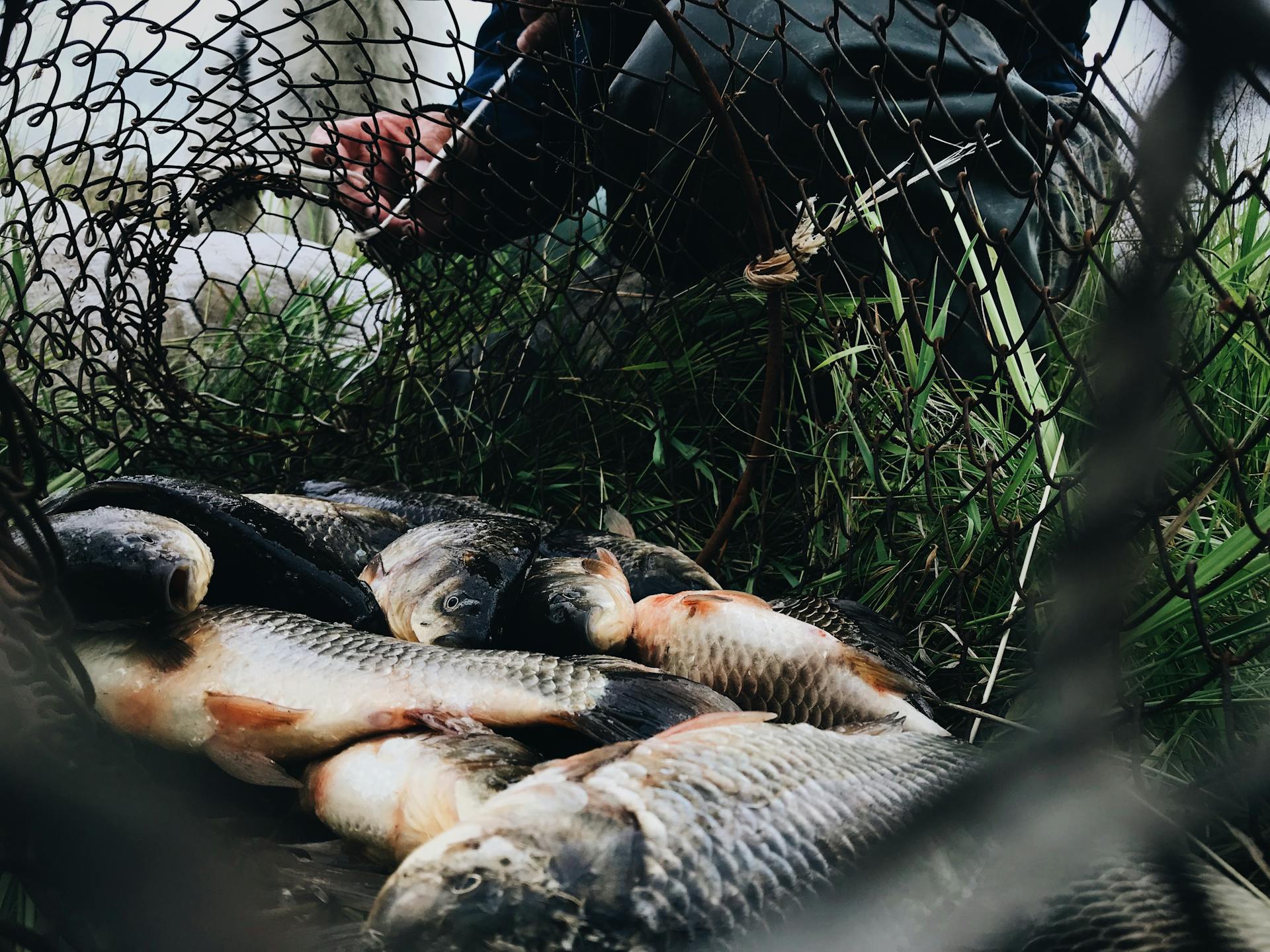 Fishing Trips
