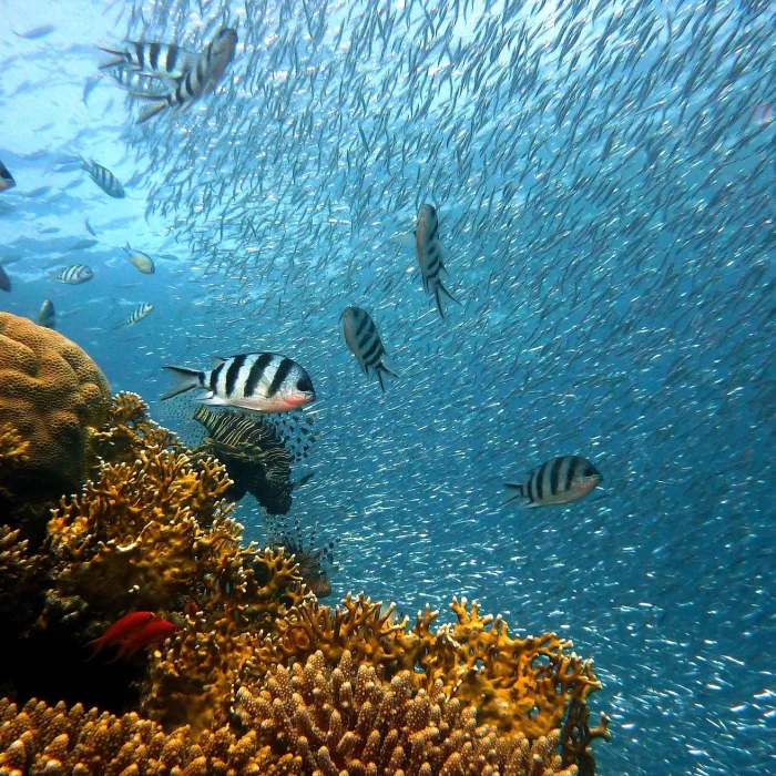 “Children of the Sea” dive into the wonders of marine worlds during an educational tour to the aquarium in Jerusalem.